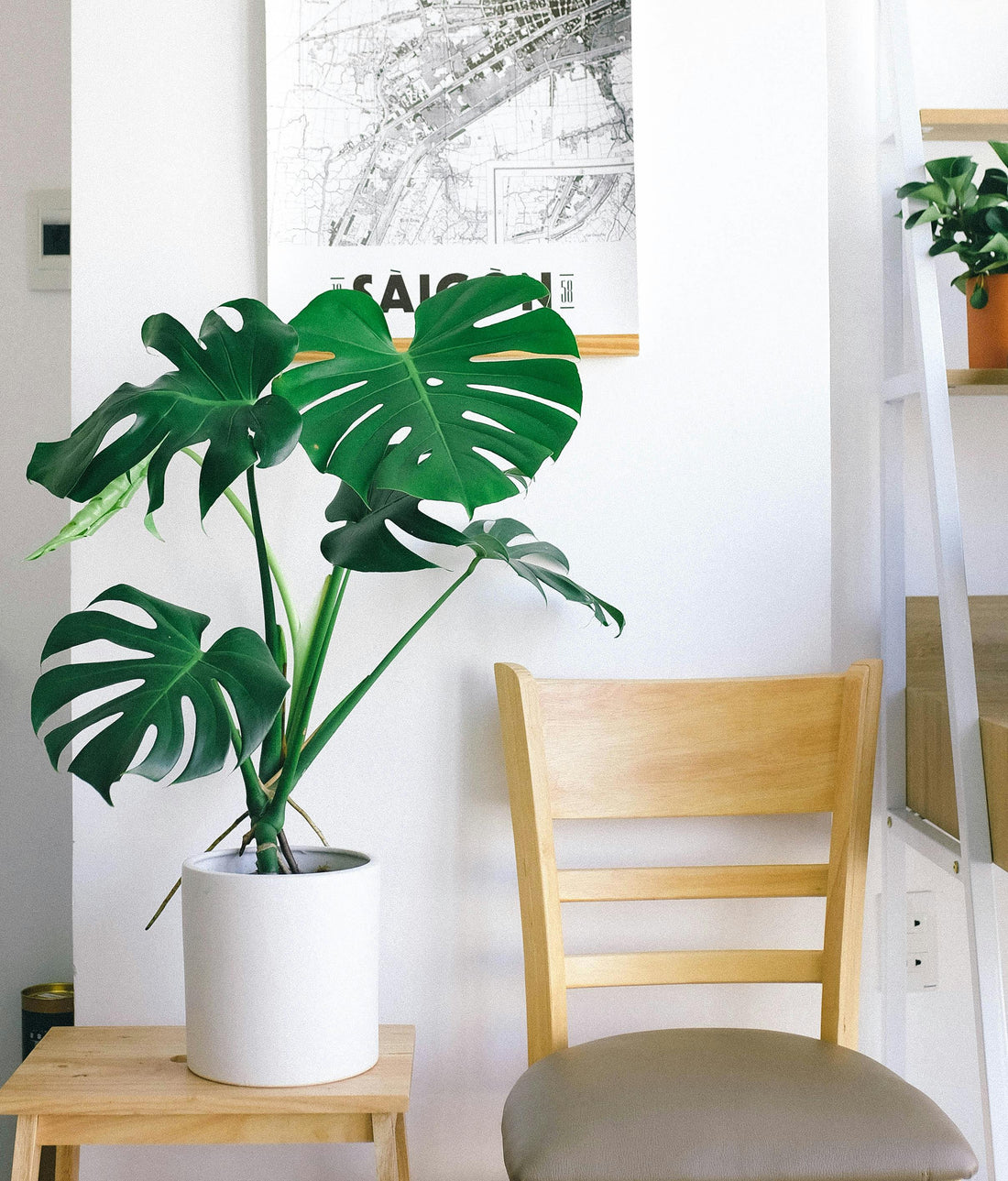 How to Create a Lush Indoor Jungle: Expert Tips for Thriving Houseplants