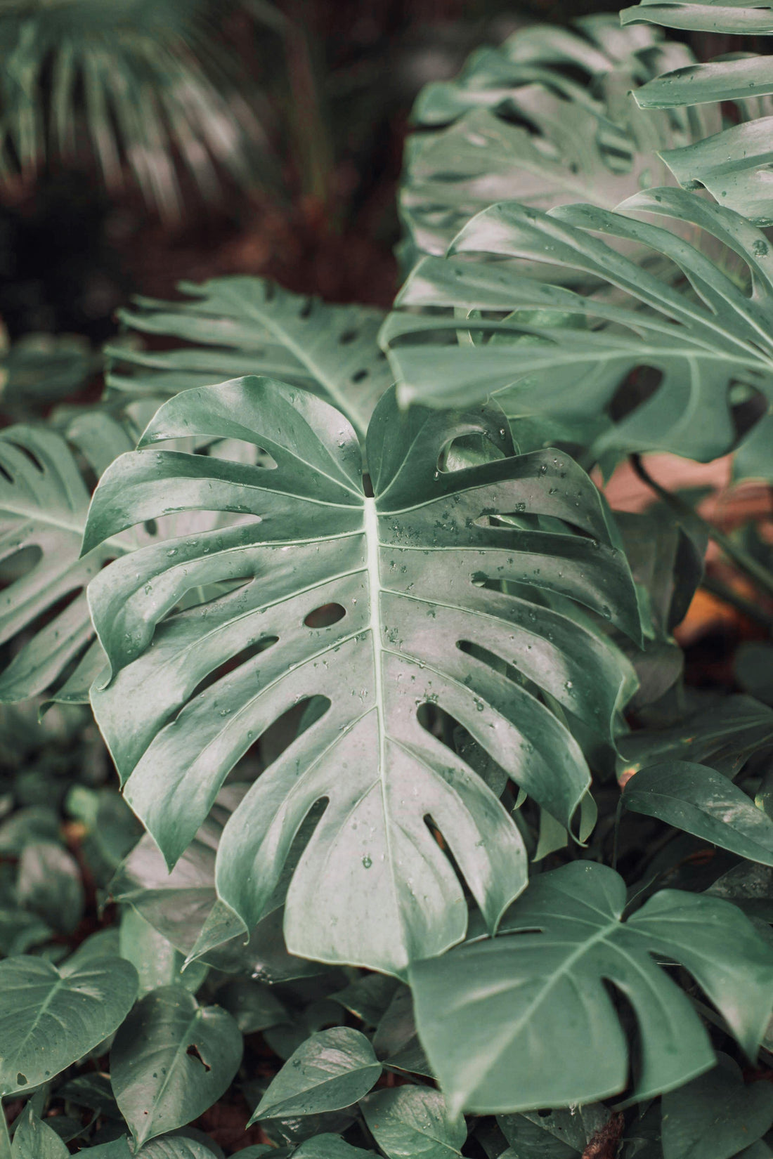 Monstera Care Guide: How to Keep Your Monstera Healthy and Happy