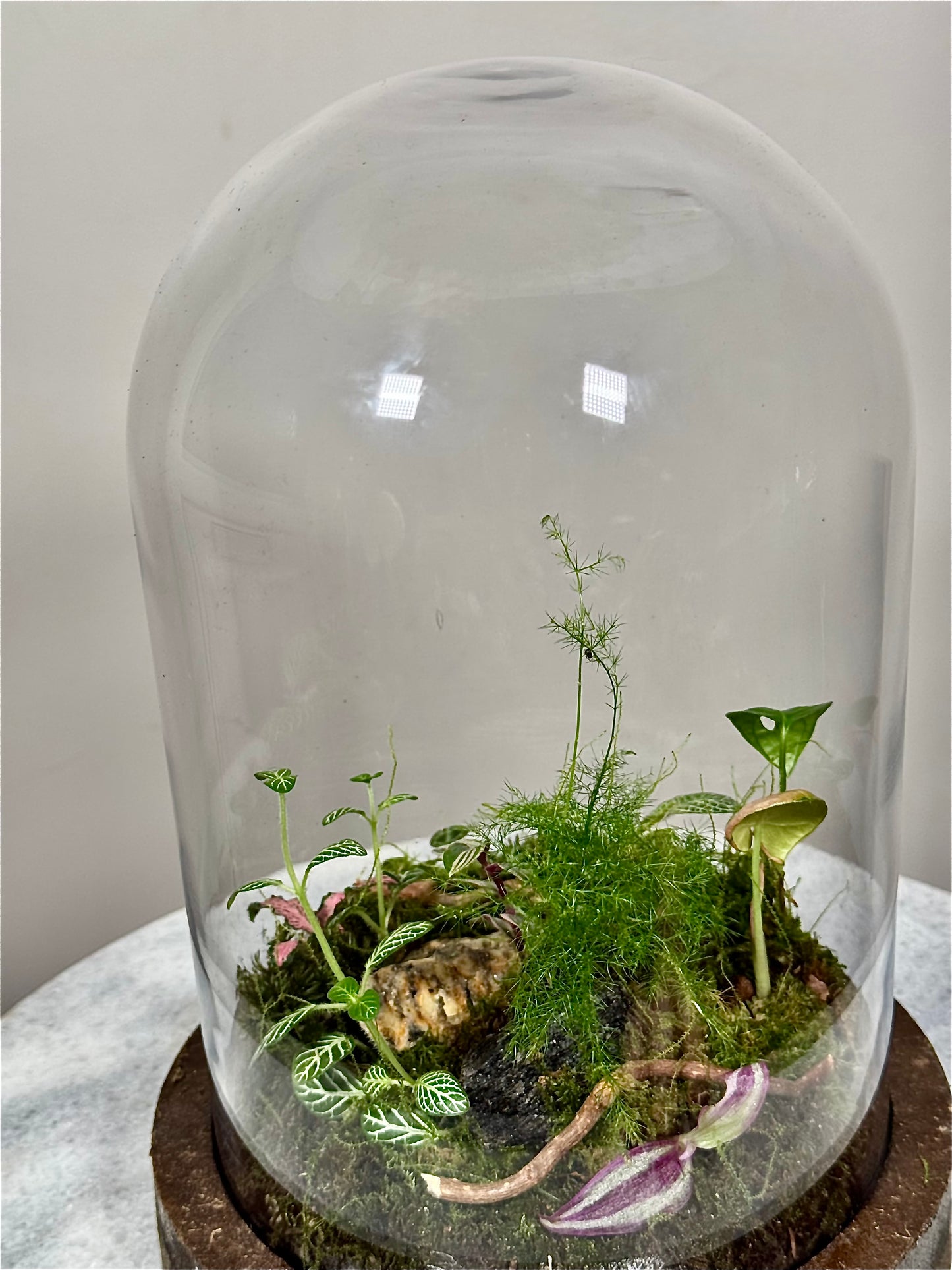 Wooden Dome Terrarium