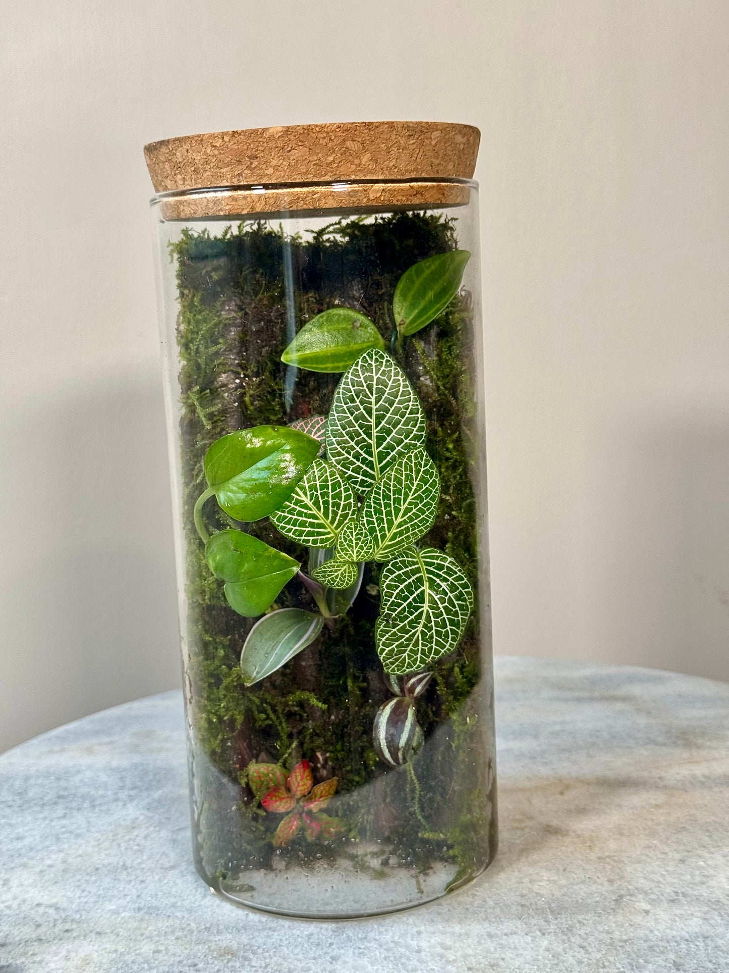 Glass Moss Terrarium with Cork Lid