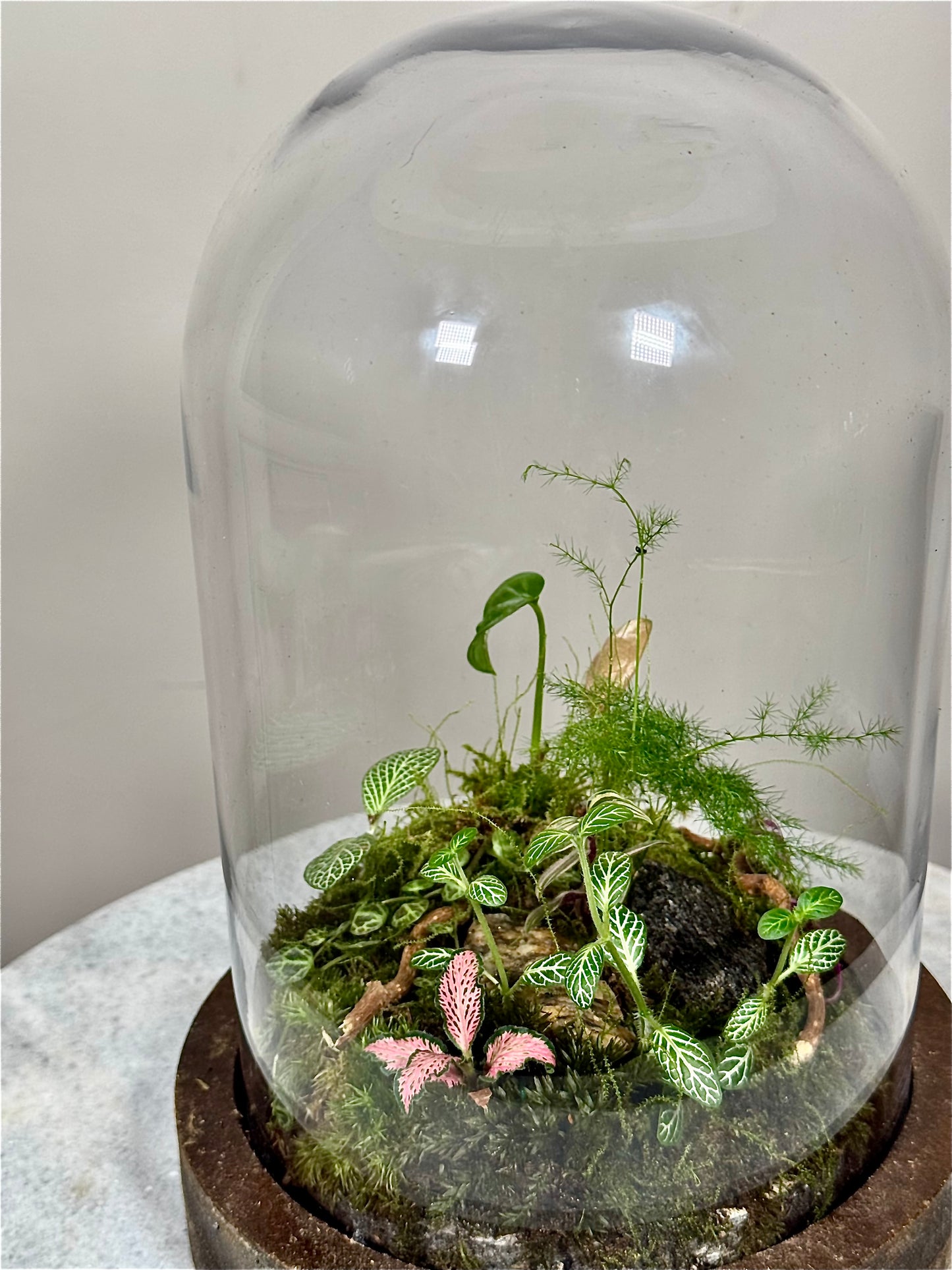 Wooden Dome Terrarium