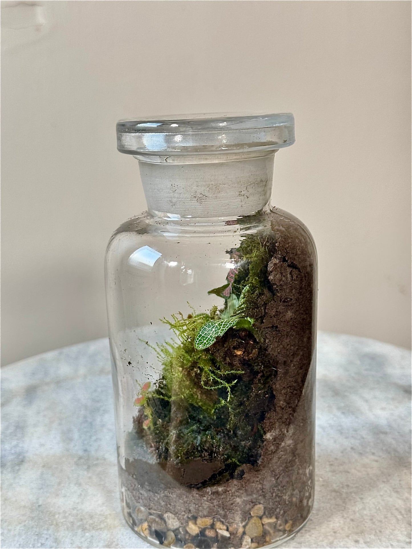 Chemistry Bottle Moss Terrarium