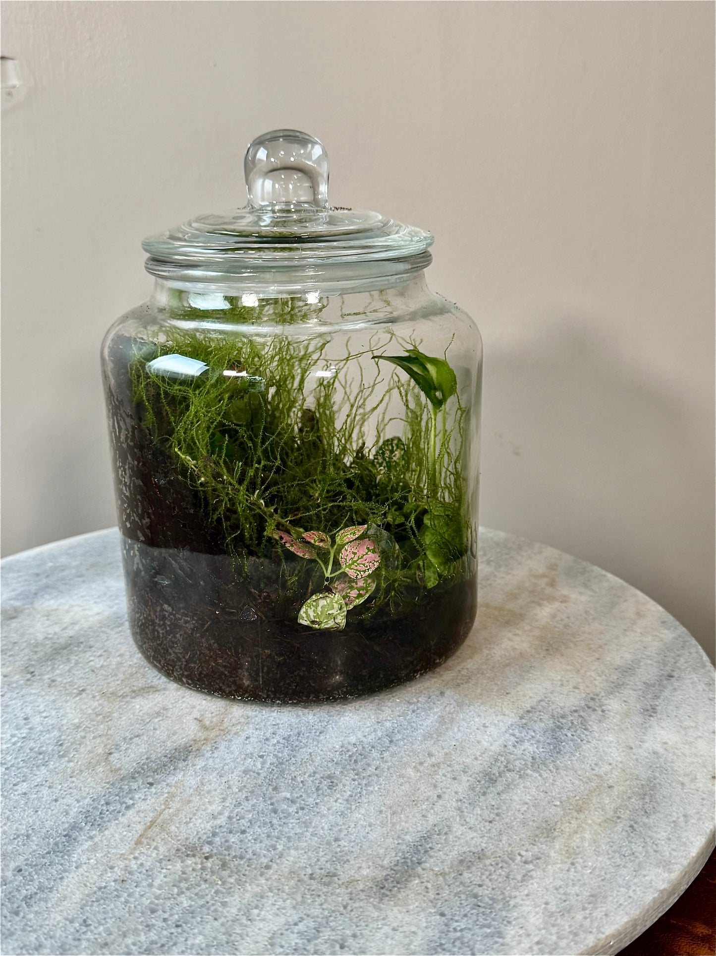 Cookie Jar Style Terrarium