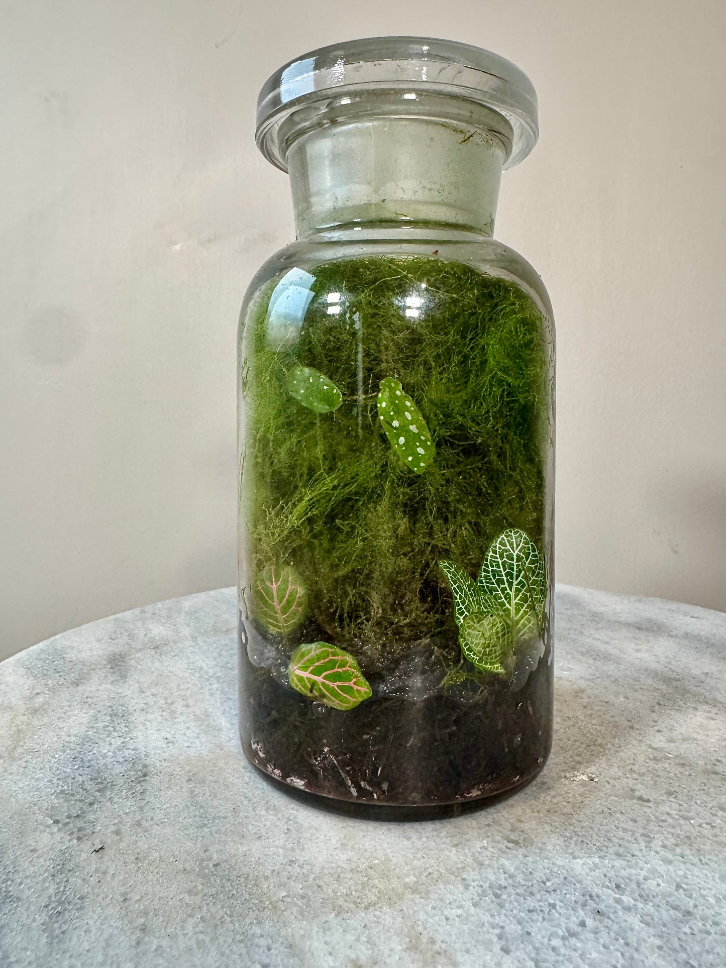 Chemistry Bottle Moss Terrarium