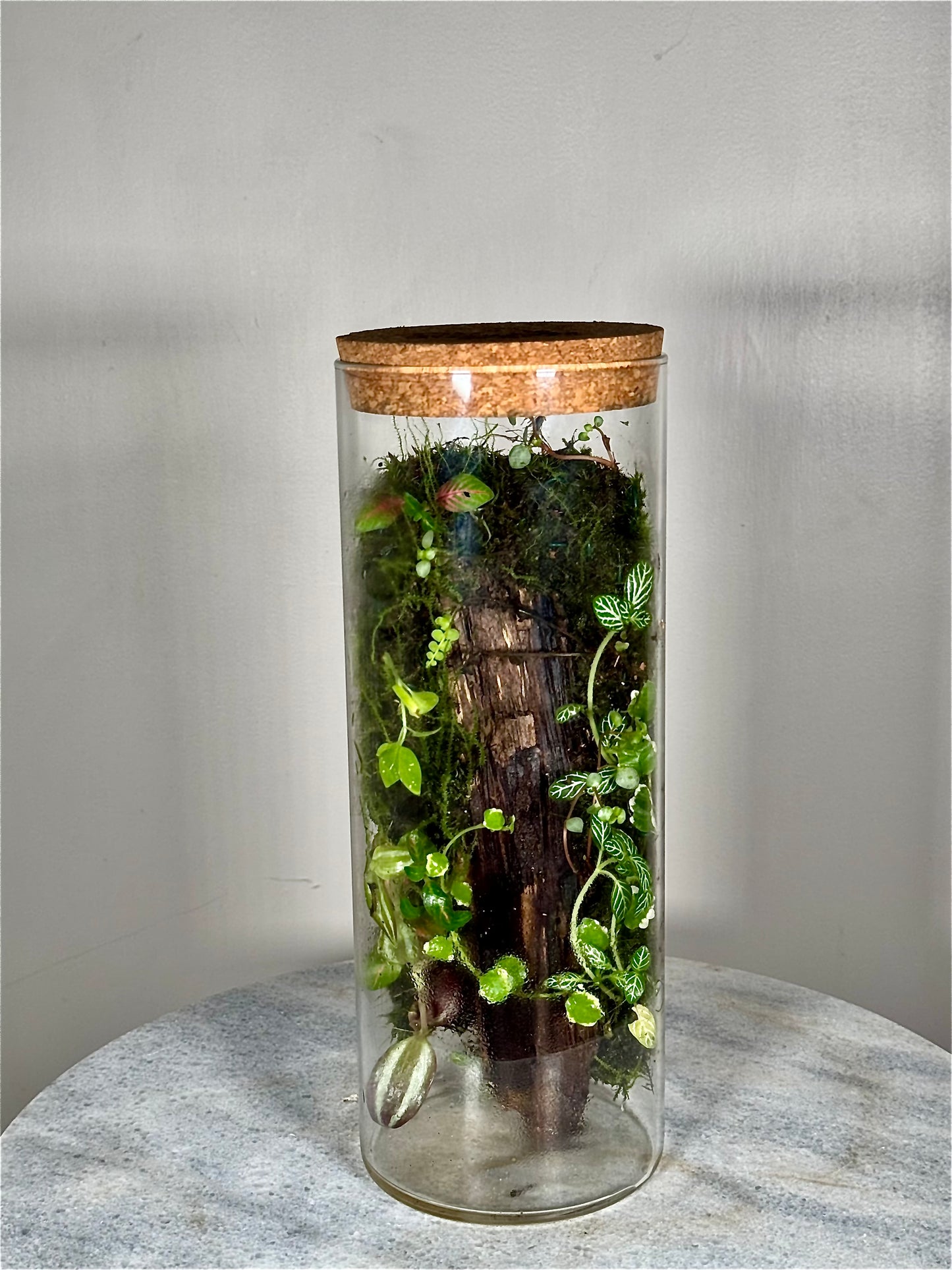 Tall Cork Lid Planted Moss Terrarium