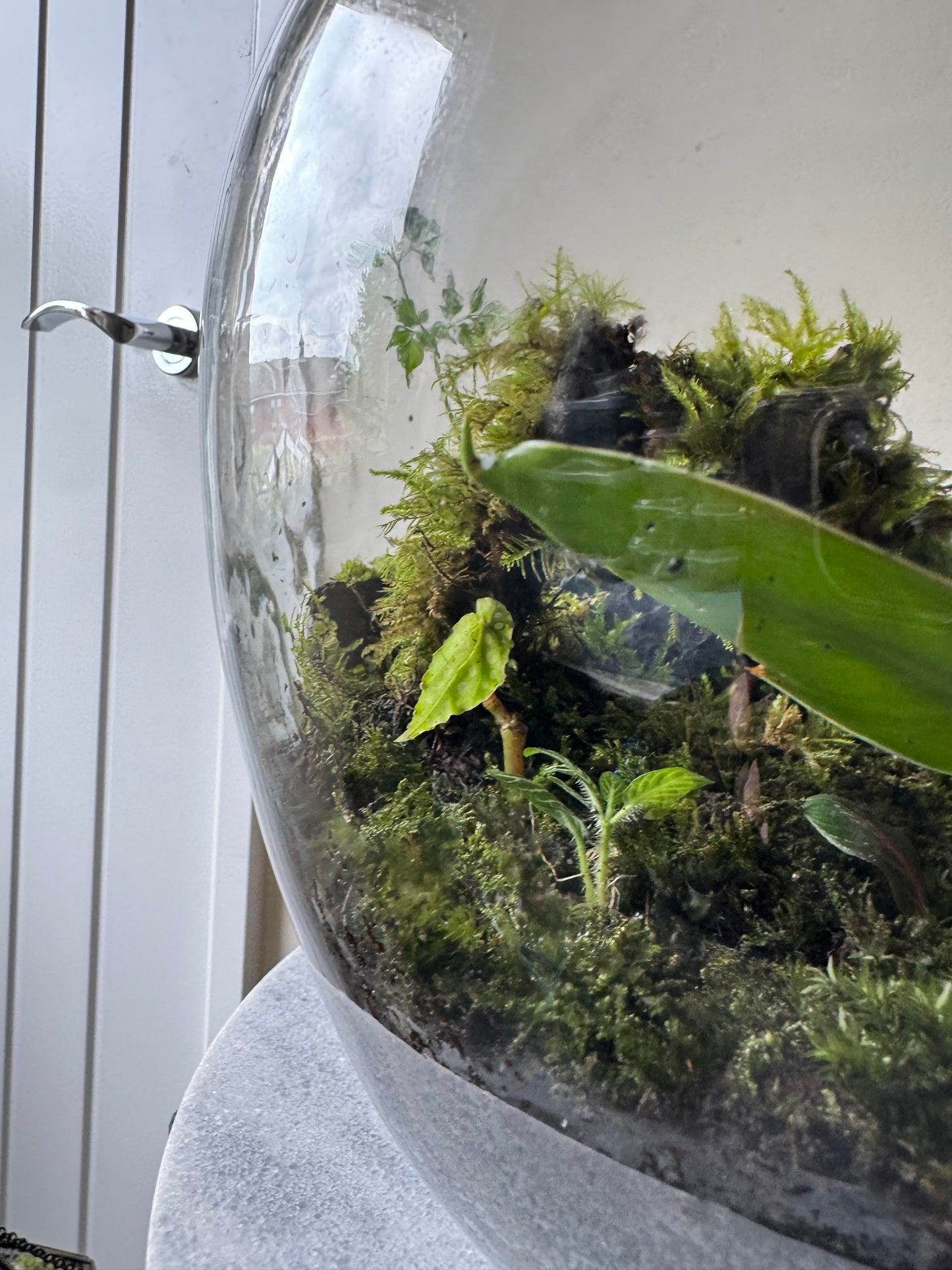 Large Heavy Glass Carboy Planted Terrarium