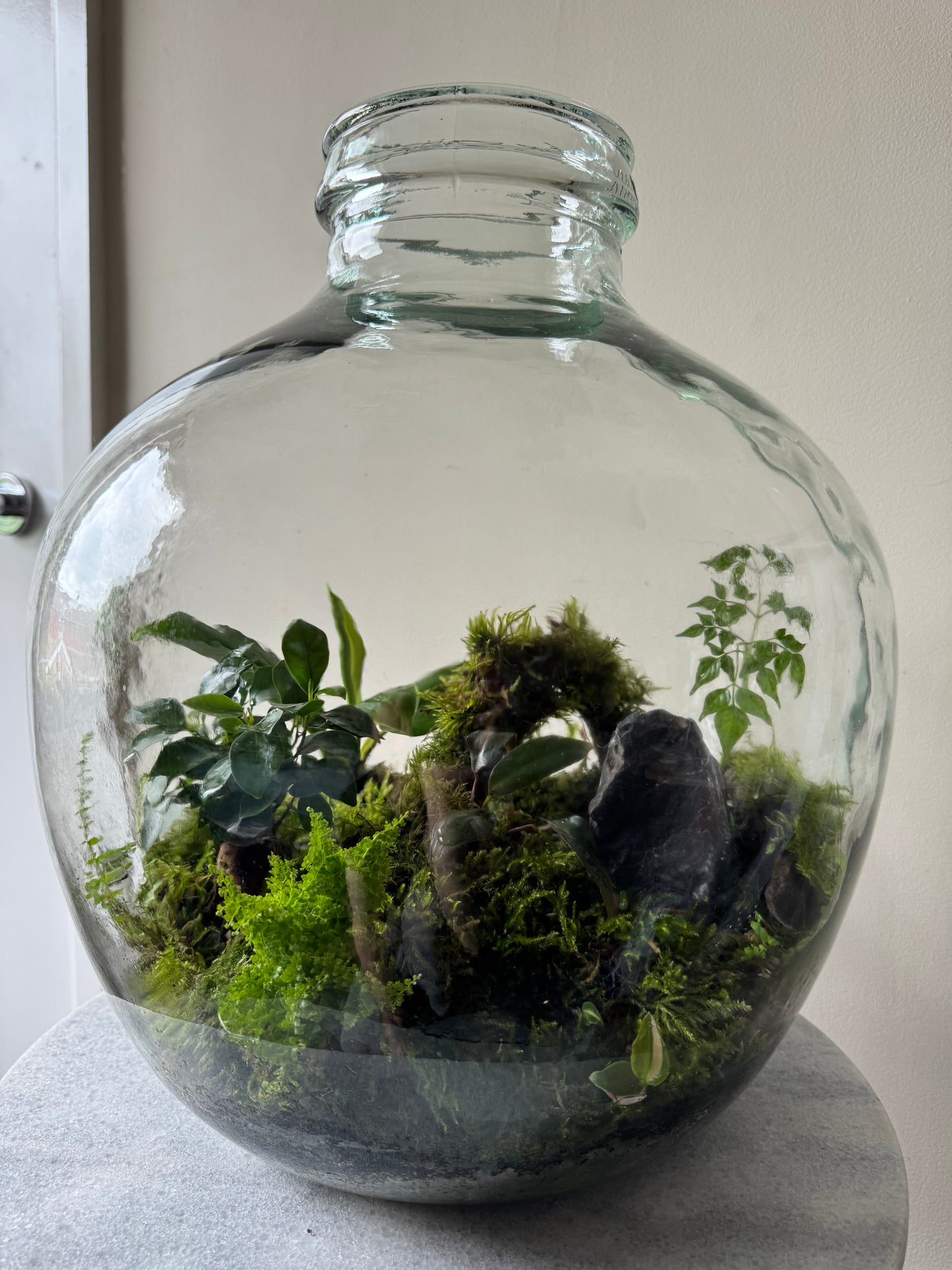 Large Heavy Glass Carboy Planted Terrarium