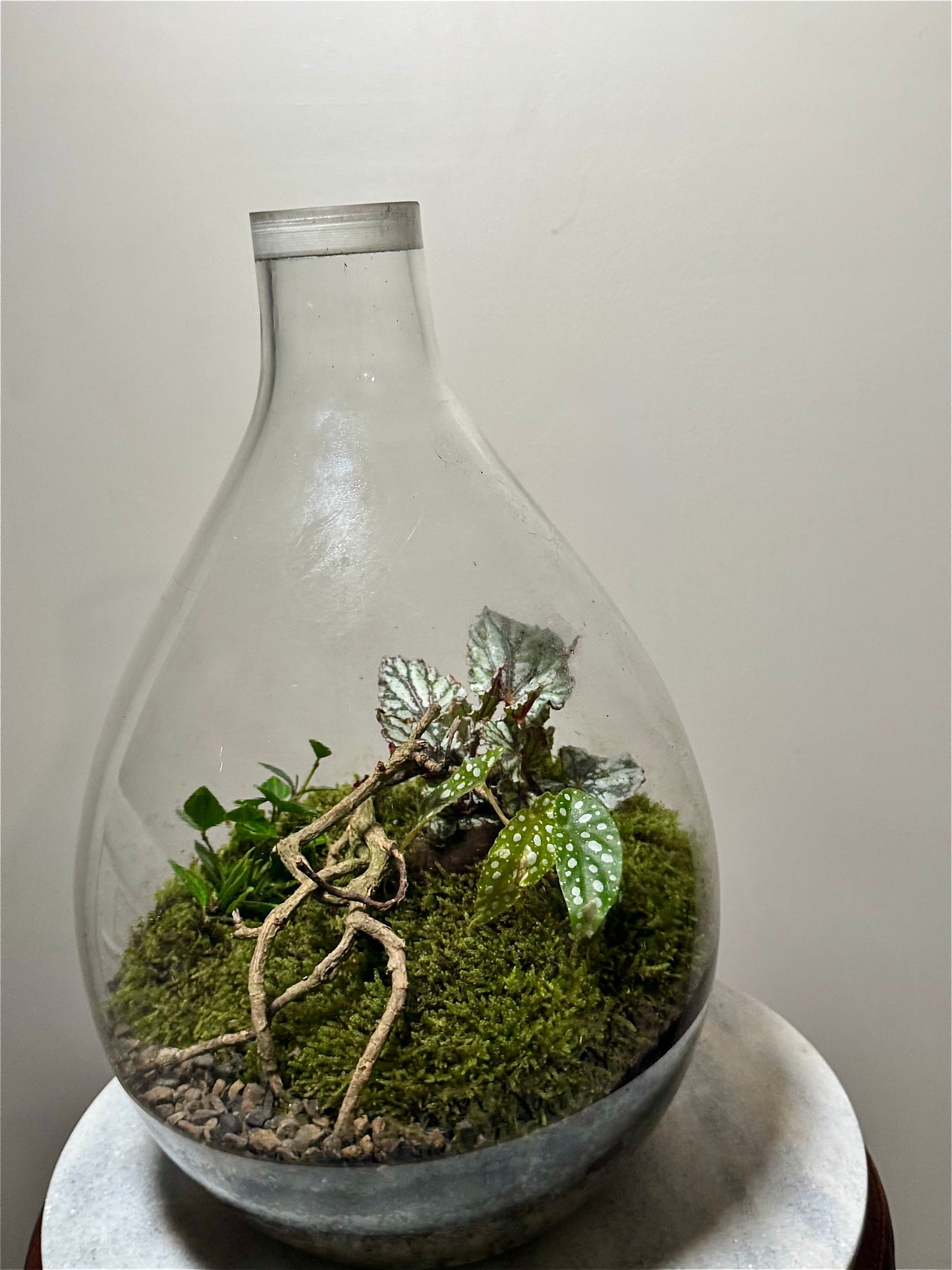 Large Glass Bulb Terrarium