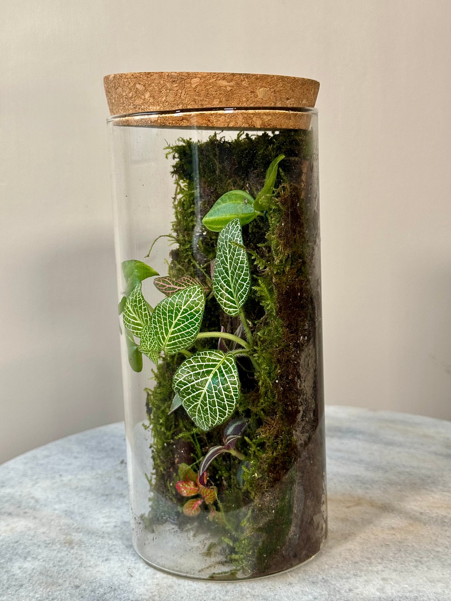 Glass Moss Terrarium with Cork Lid