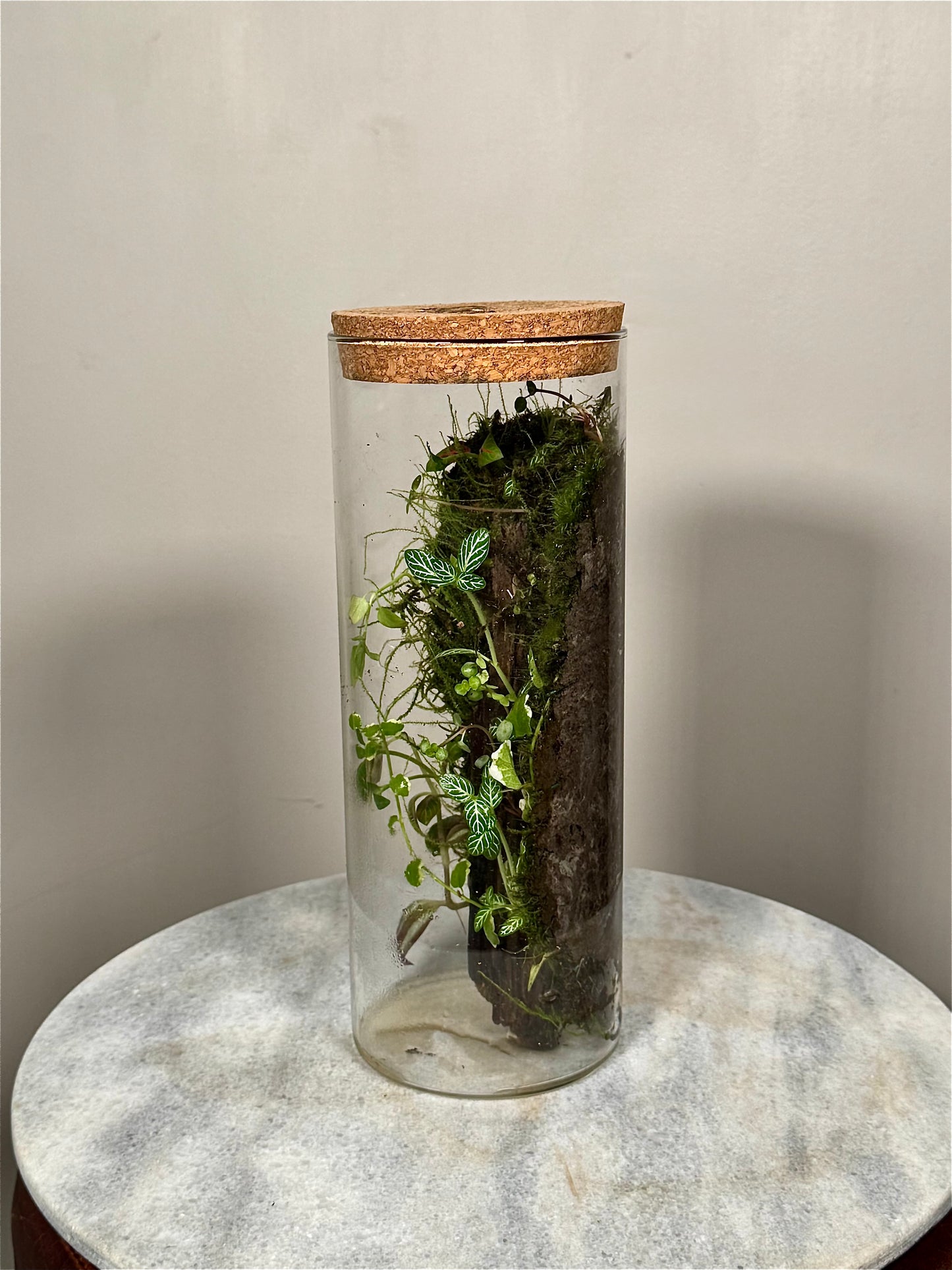 Tall Cork Lid Planted Moss Terrarium