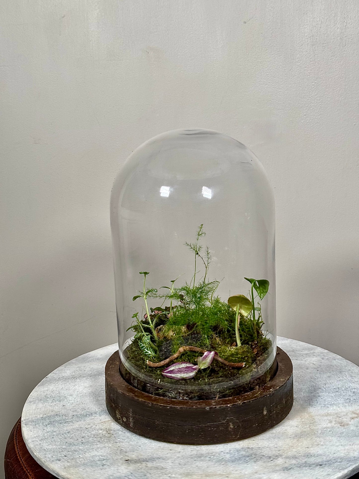 Wooden Dome Terrarium