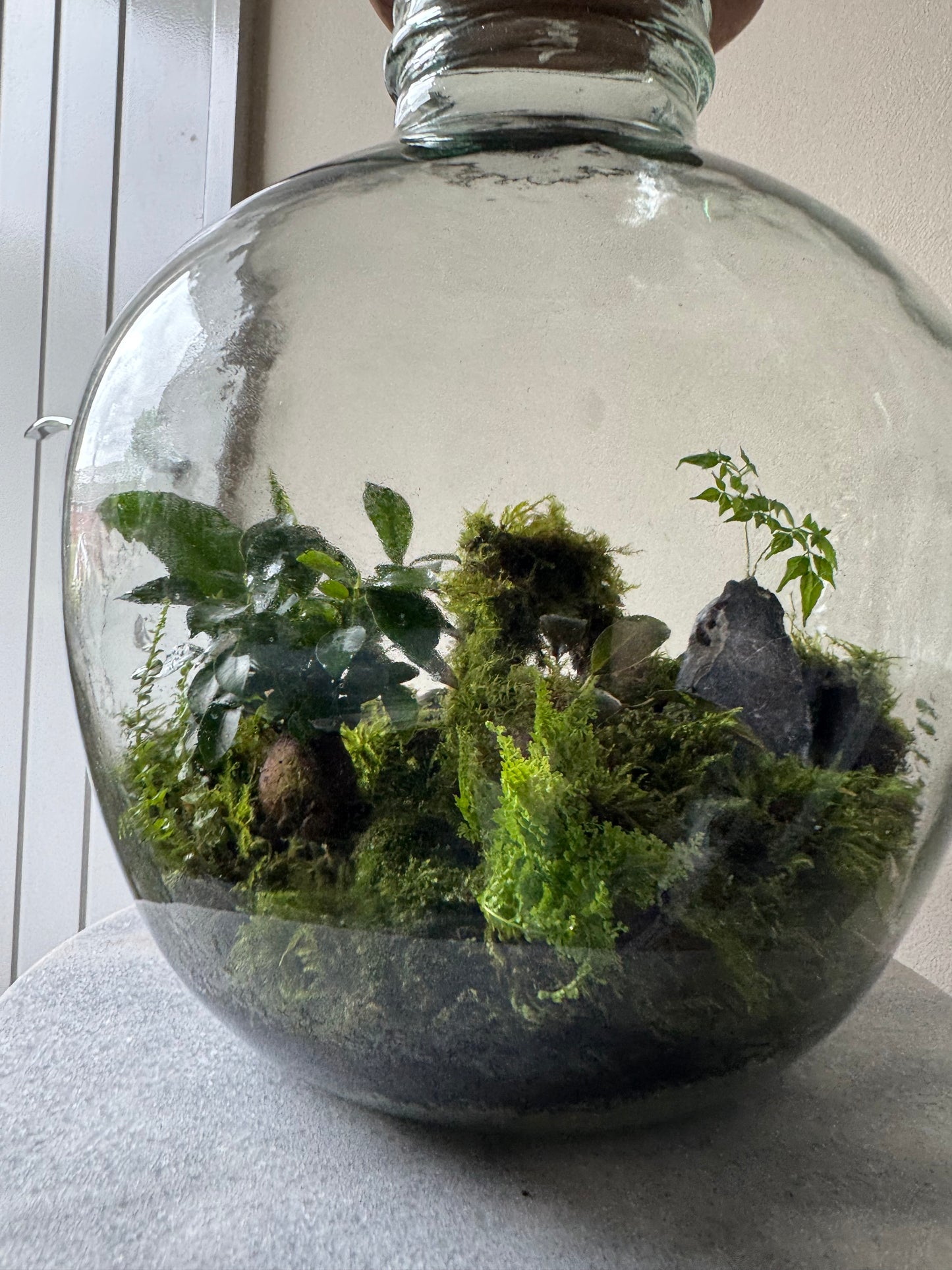 Large Heavy Glass Carboy Planted Terrarium