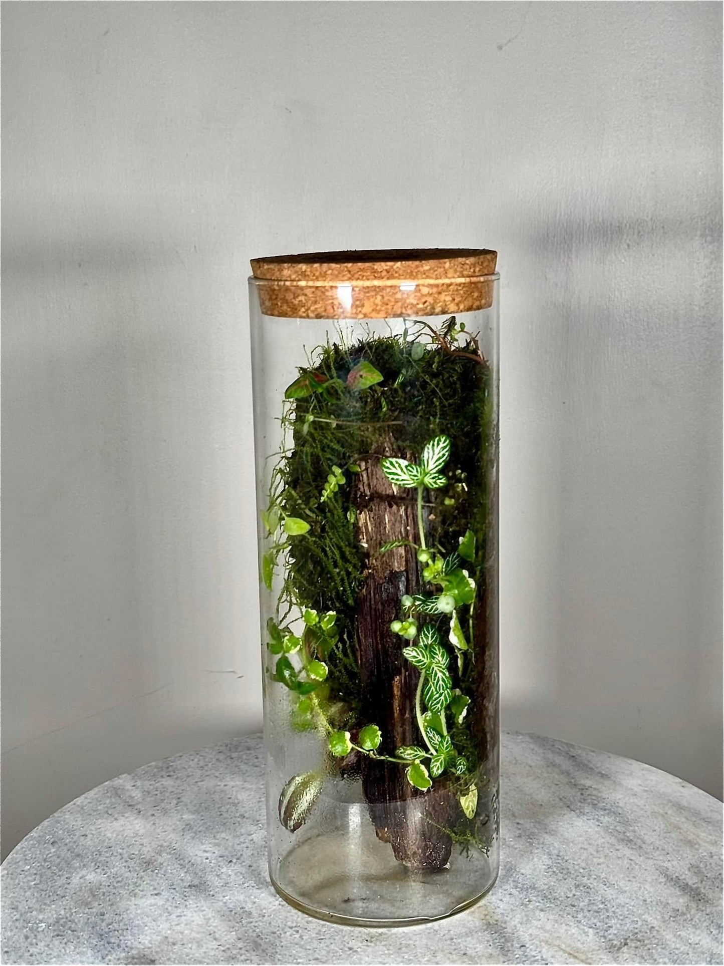 Tall Cork Lid Planted Moss Terrarium