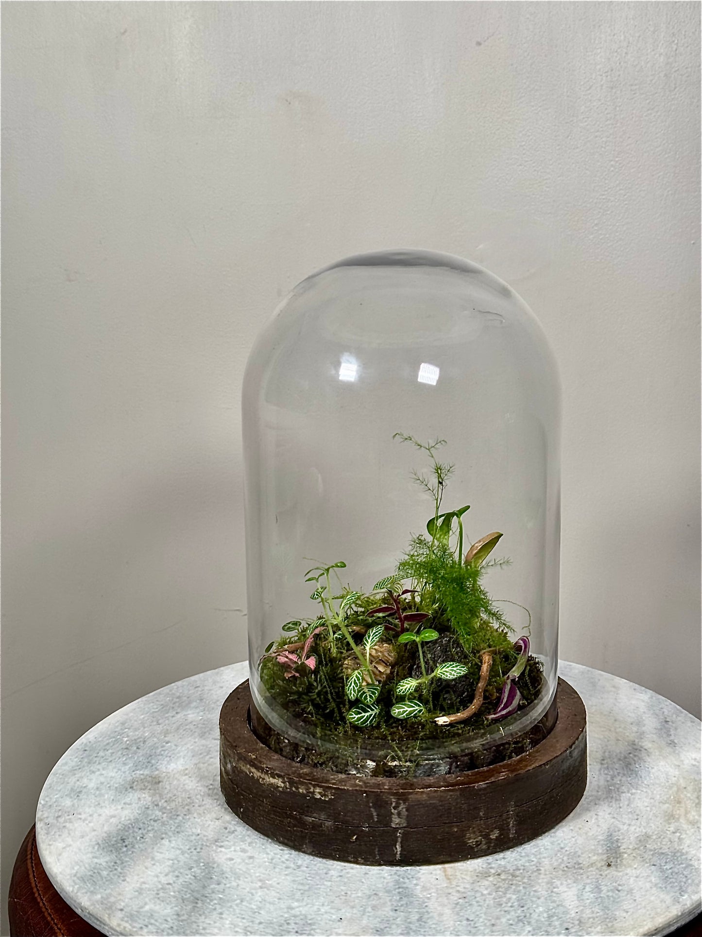 Wooden Dome Terrarium