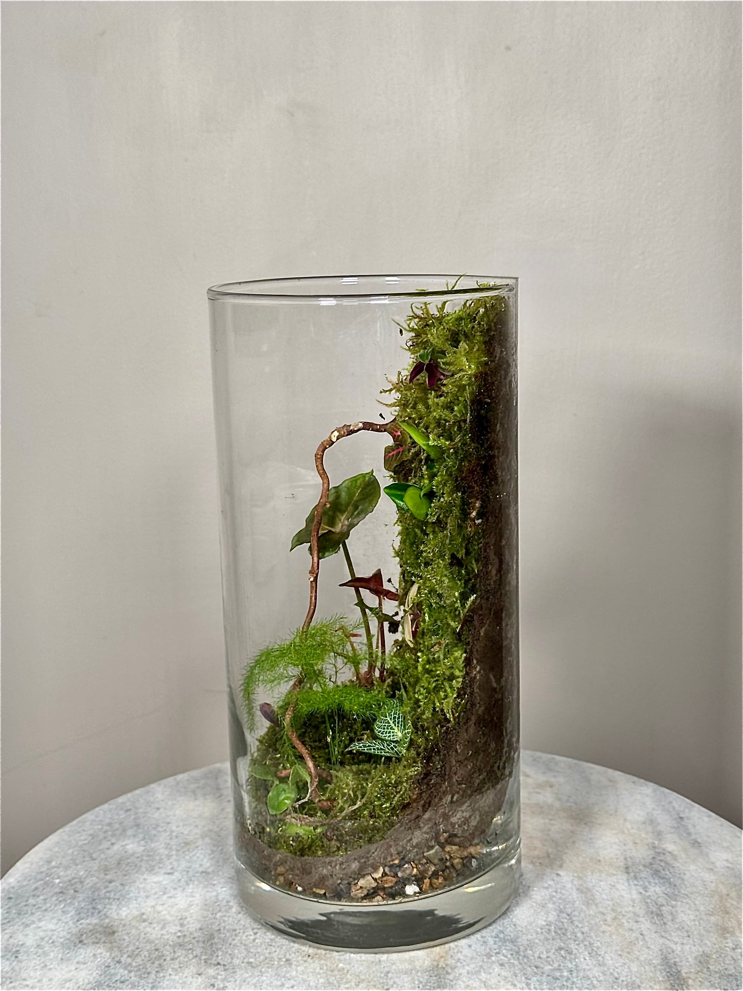 Medium Glass Moss Terrarium