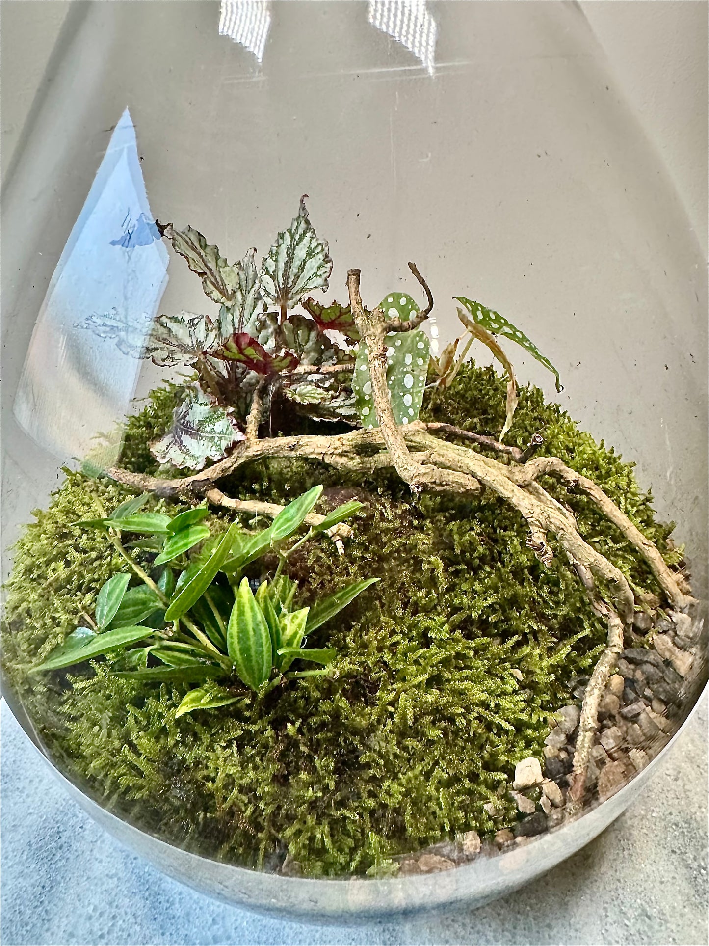 Large Glass Bulb Terrarium