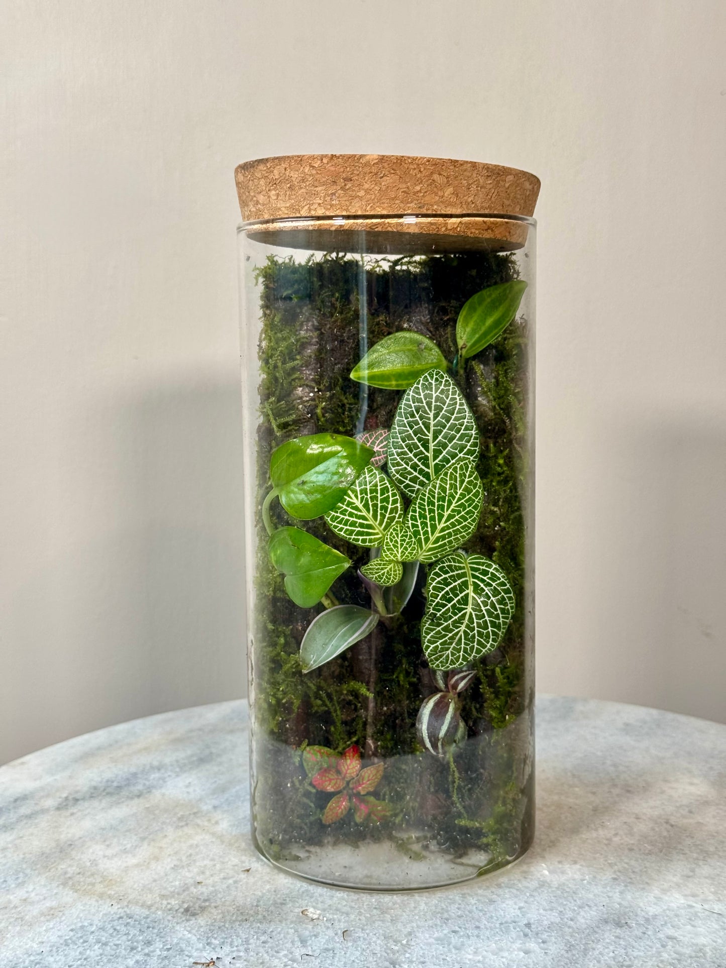 Glass Moss Terrarium with Cork Lid