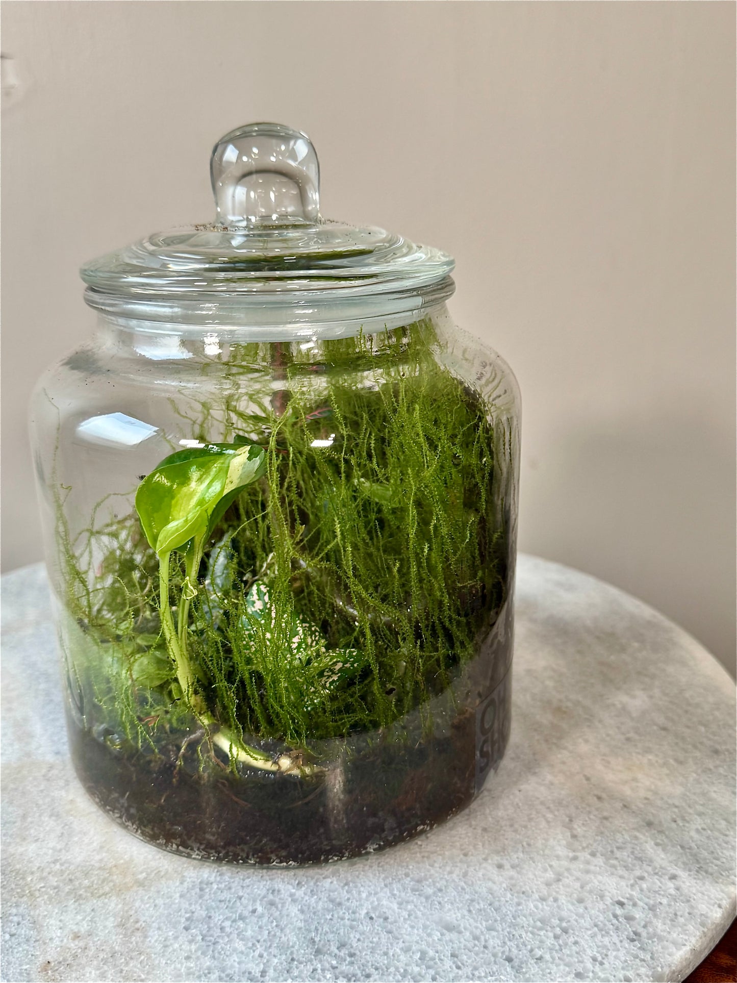 Cookie Jar Style Terrarium