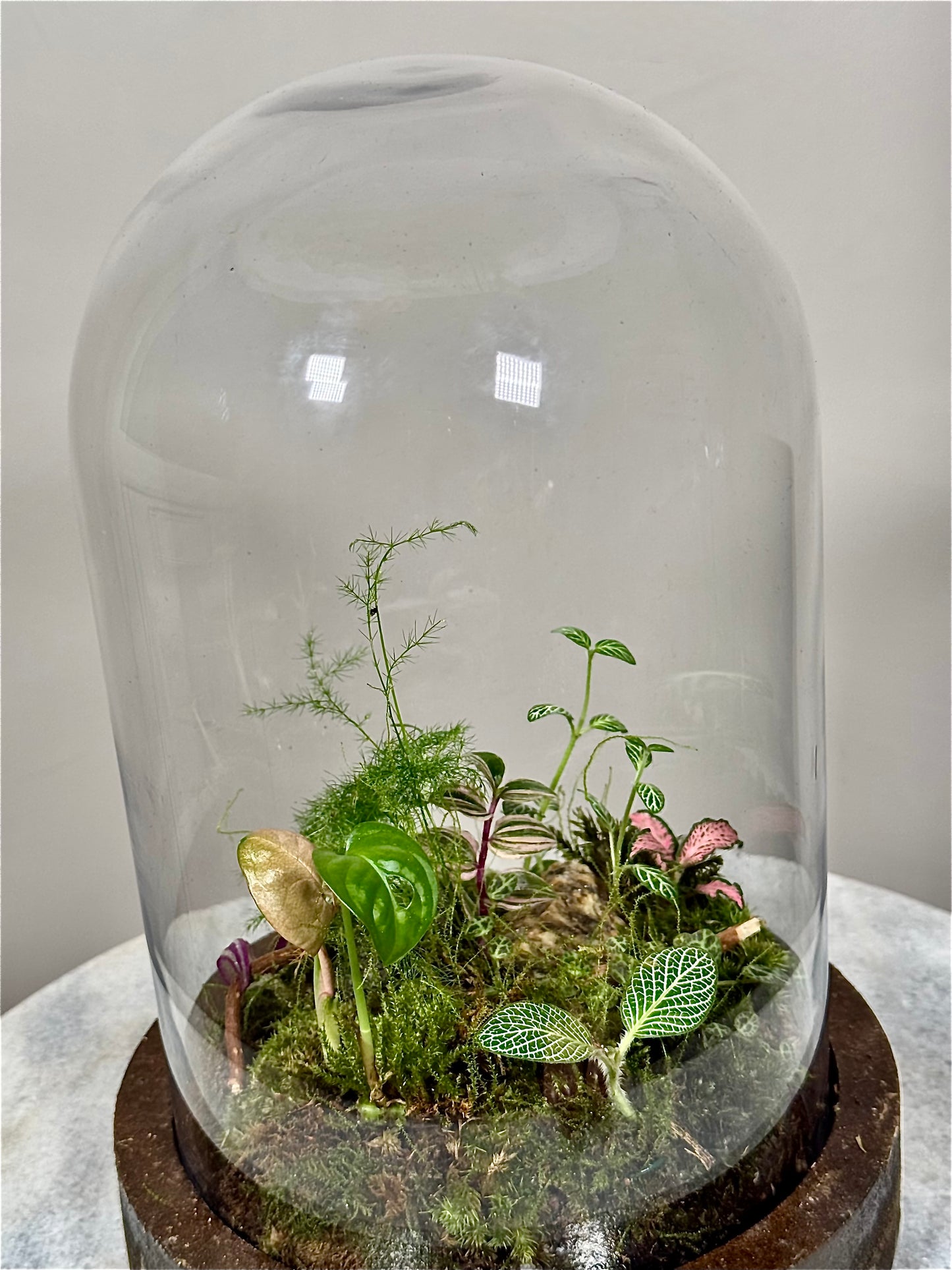 Wooden Dome Terrarium