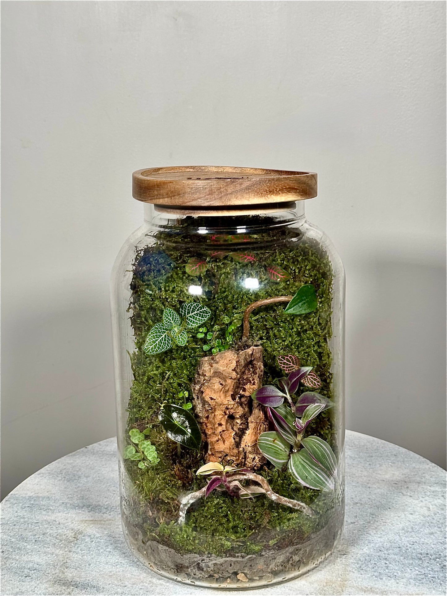 Large Moss Terrarium