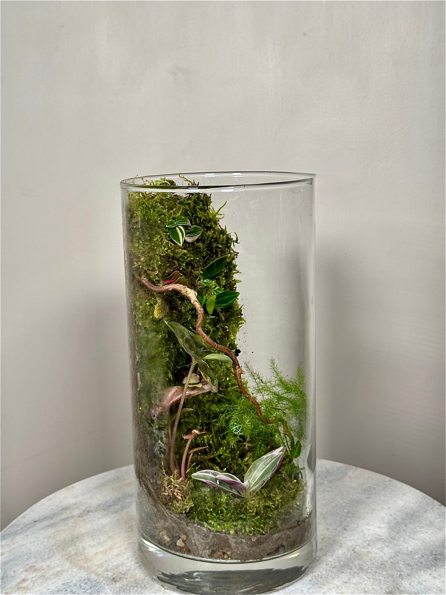 Medium Glass Moss Terrarium