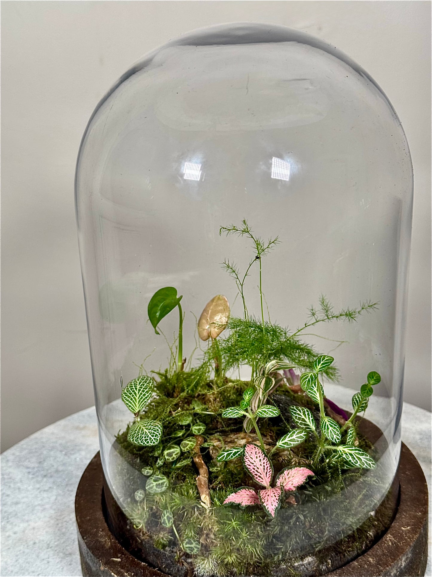 Wooden Dome Terrarium