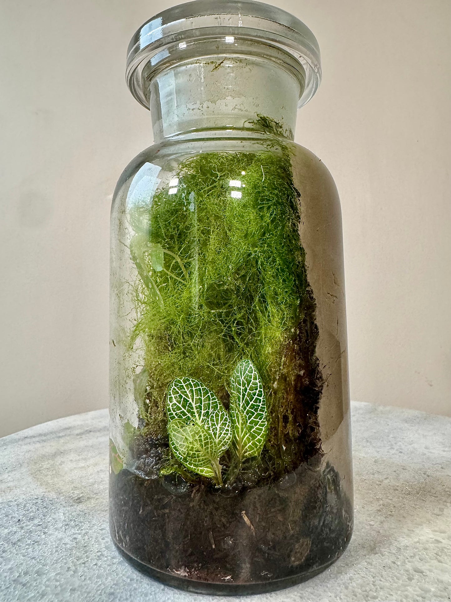 Chemistry Bottle Moss Terrarium