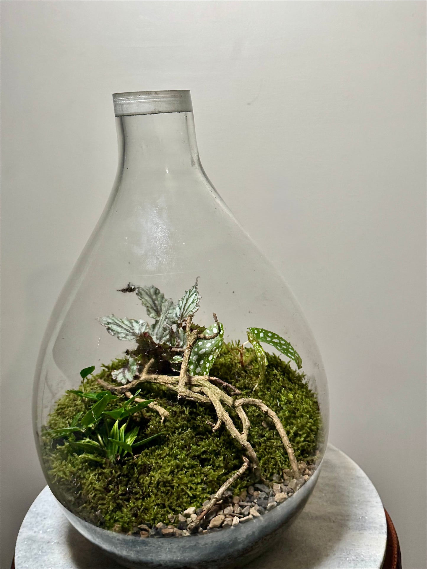 Large Glass Bulb Terrarium