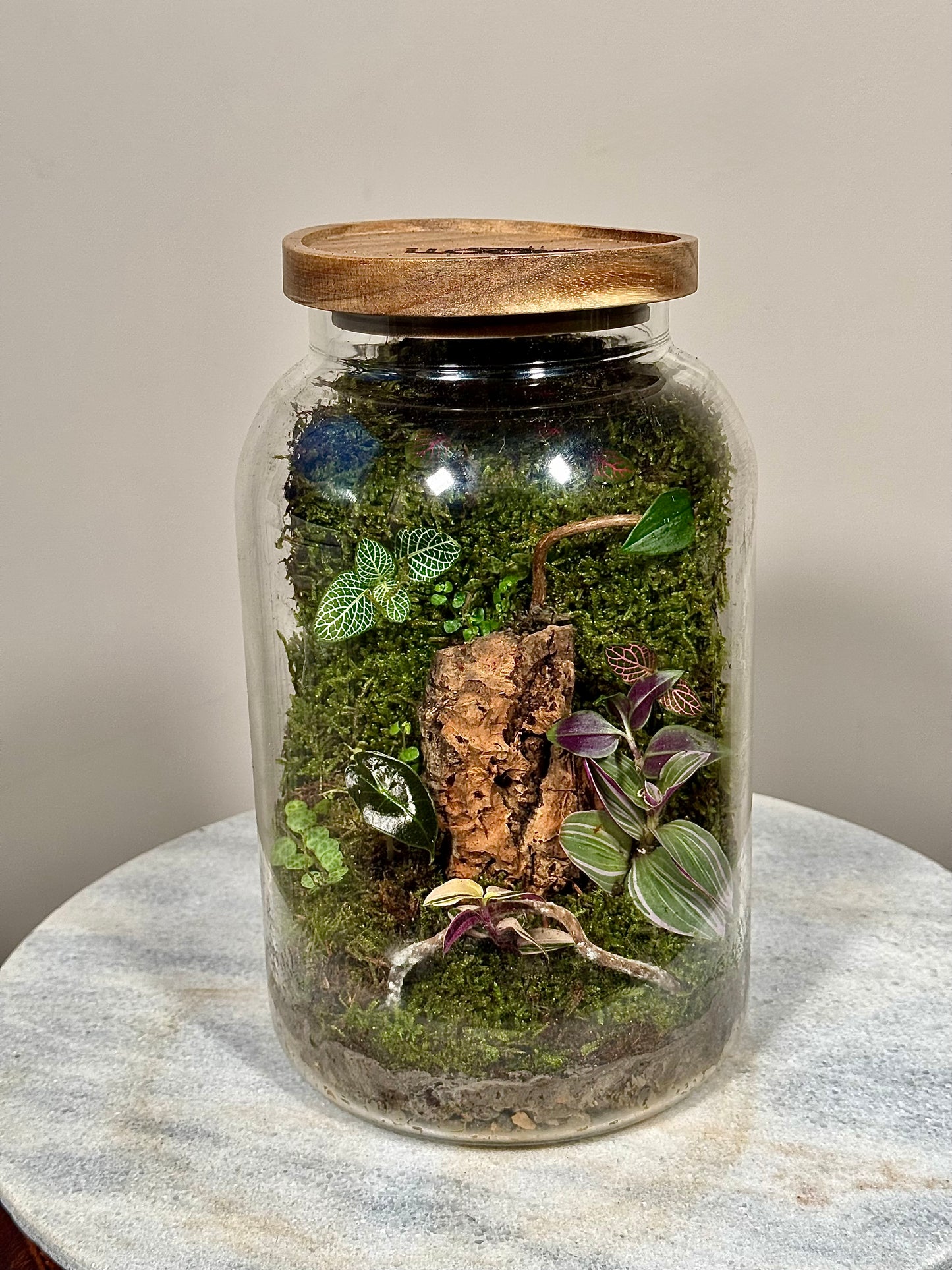 Large Moss Terrarium