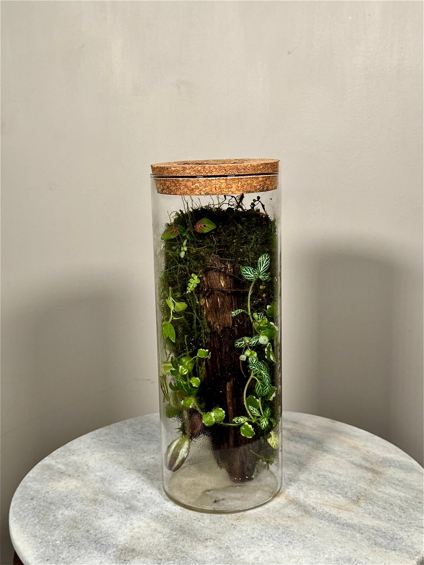 Tall Cork Lid Planted Moss Terrarium