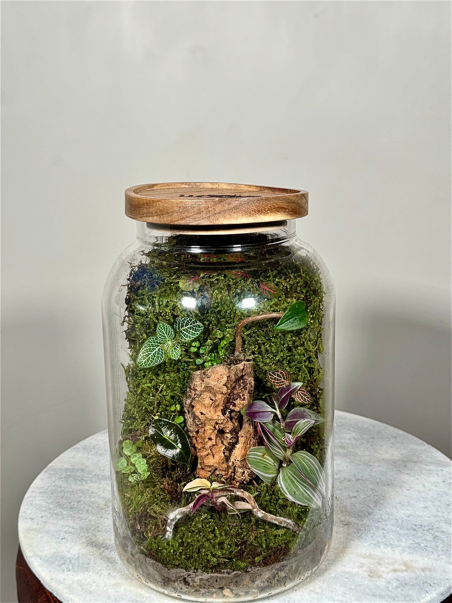 Large Moss Terrarium