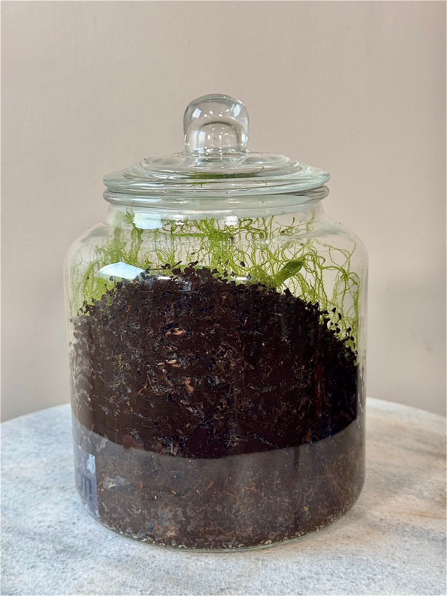 Cookie Jar Style Terrarium