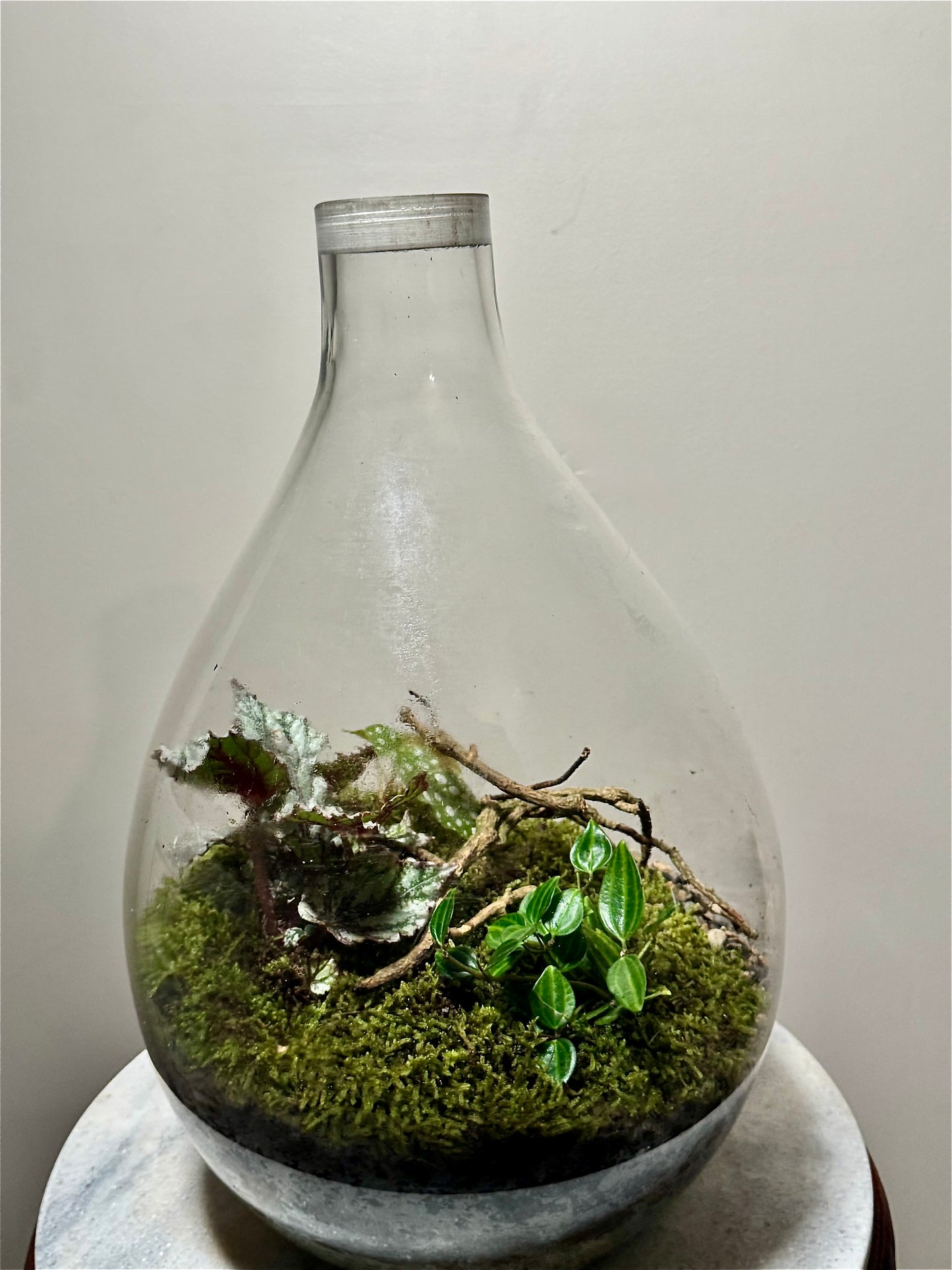 Large Glass Bulb Terrarium