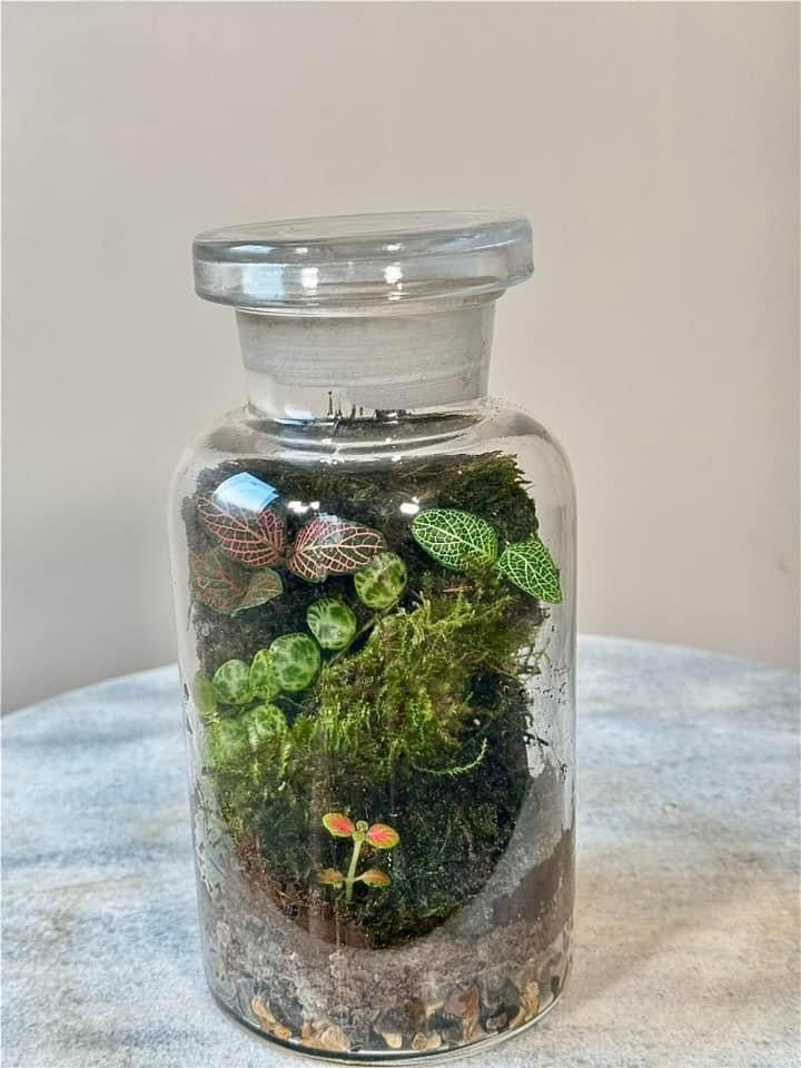 Chemistry Bottle Moss Terrarium