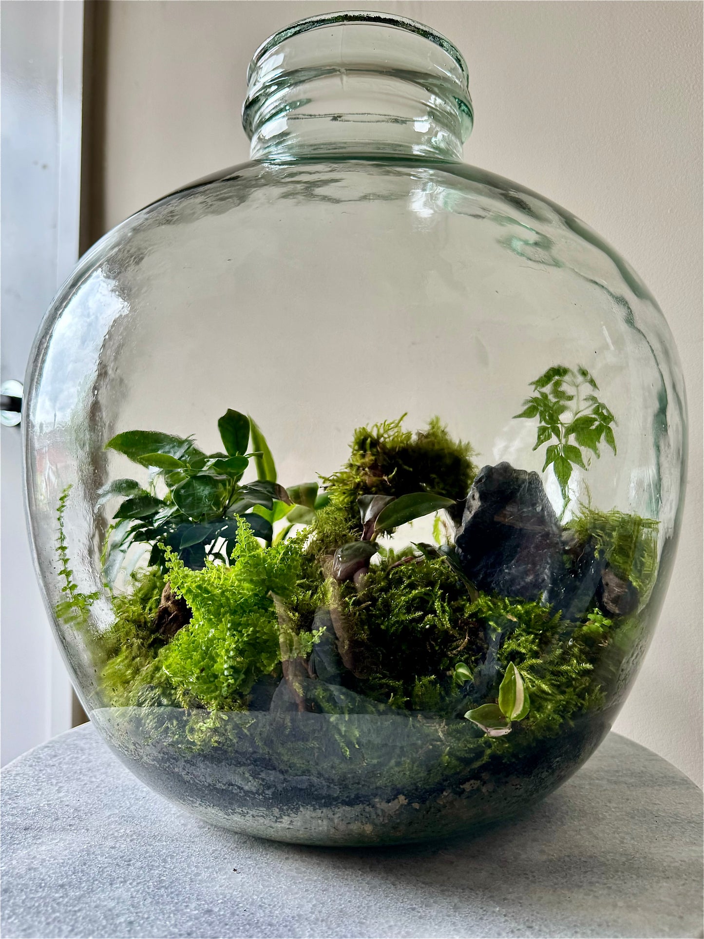 Large Heavy Glass Carboy Planted Terrarium