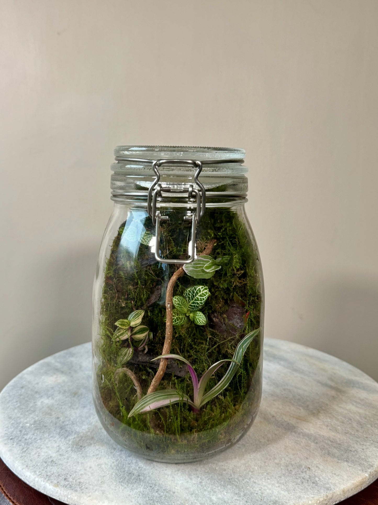 Glass Clip Jar Terrarium