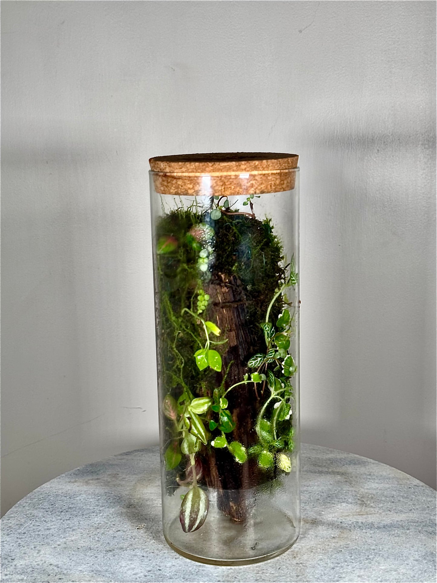 Tall Cork Lid Planted Moss Terrarium