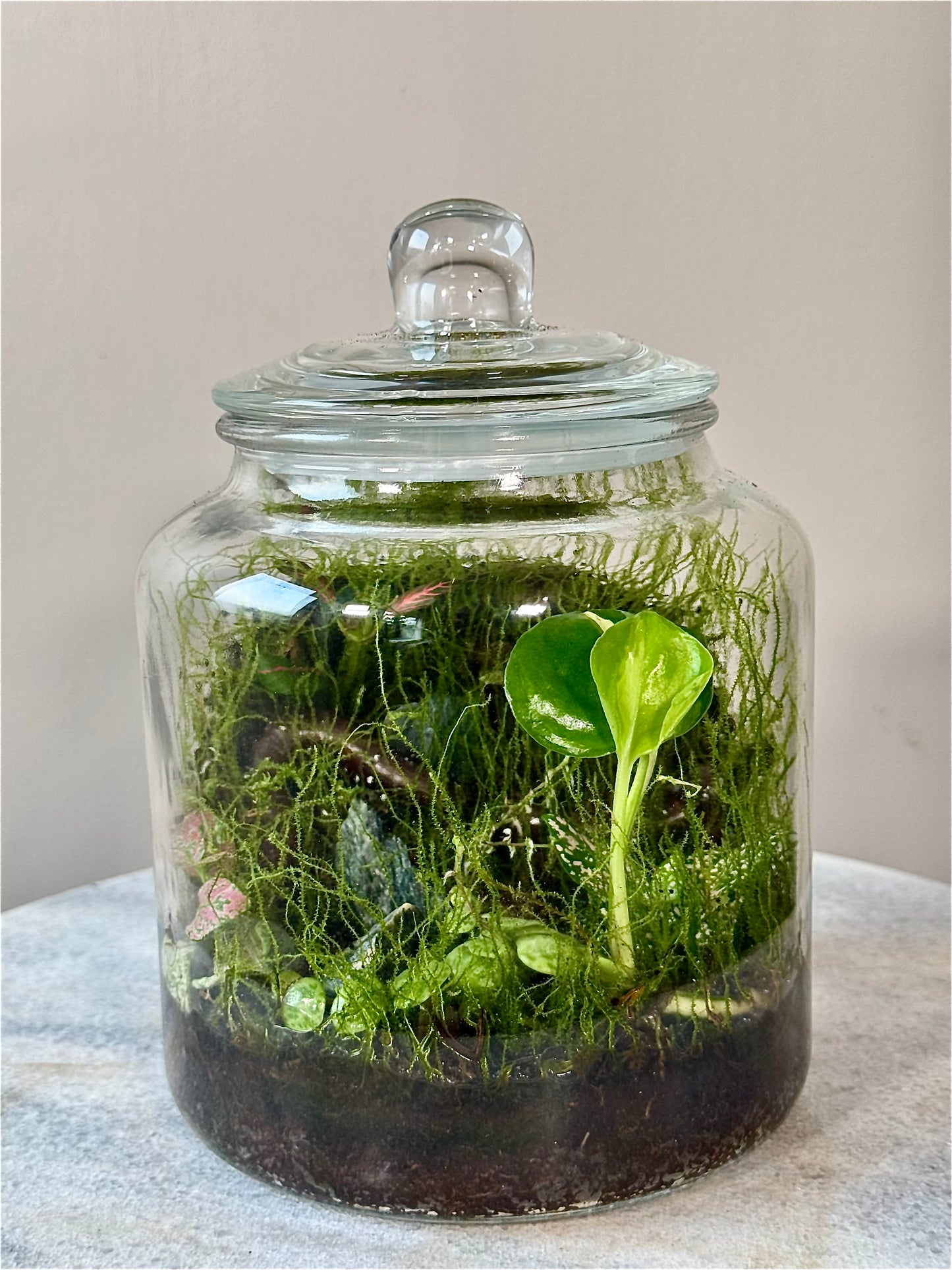 Cookie Jar Style Terrarium