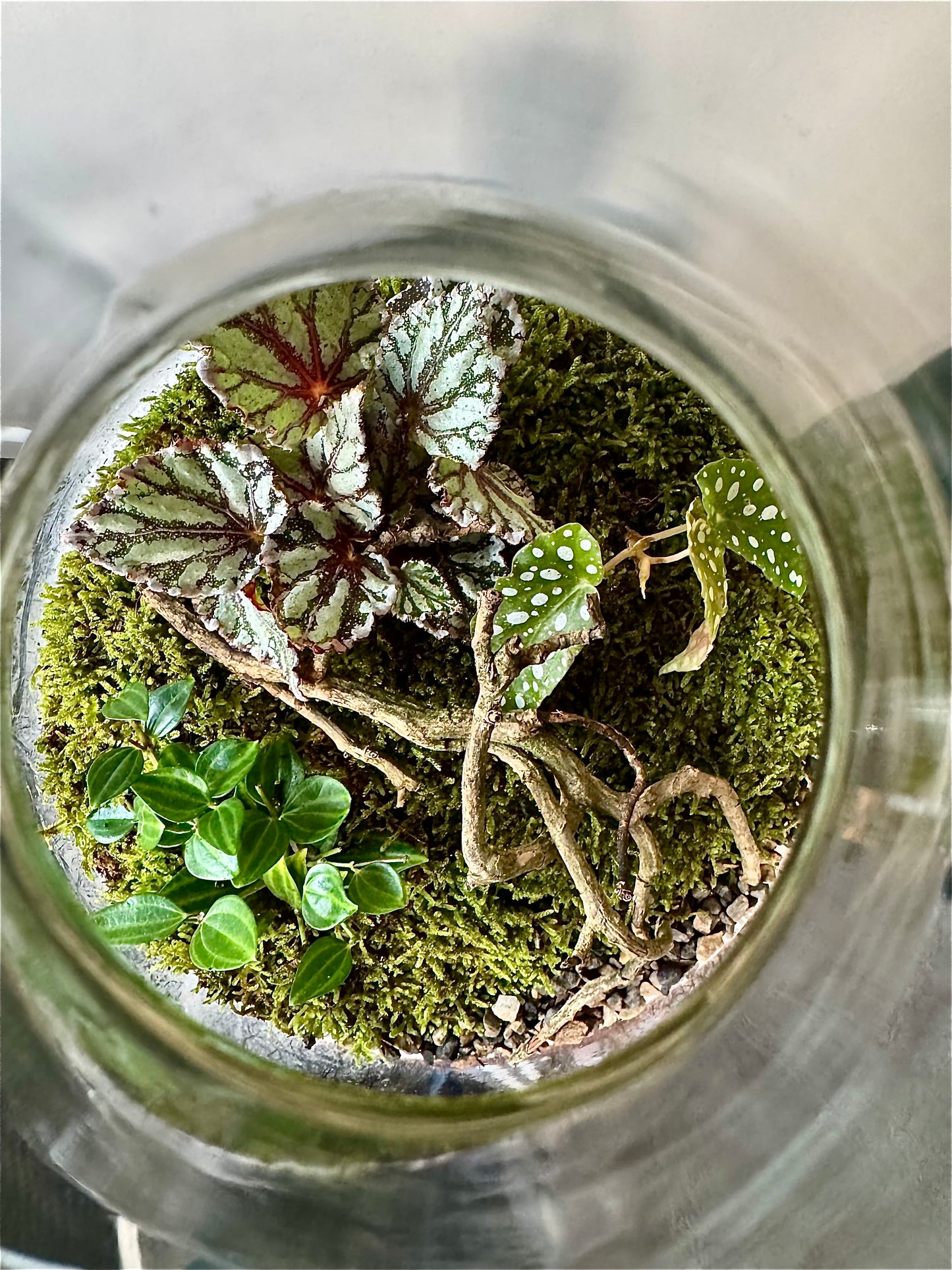 Large Glass Bulb Terrarium