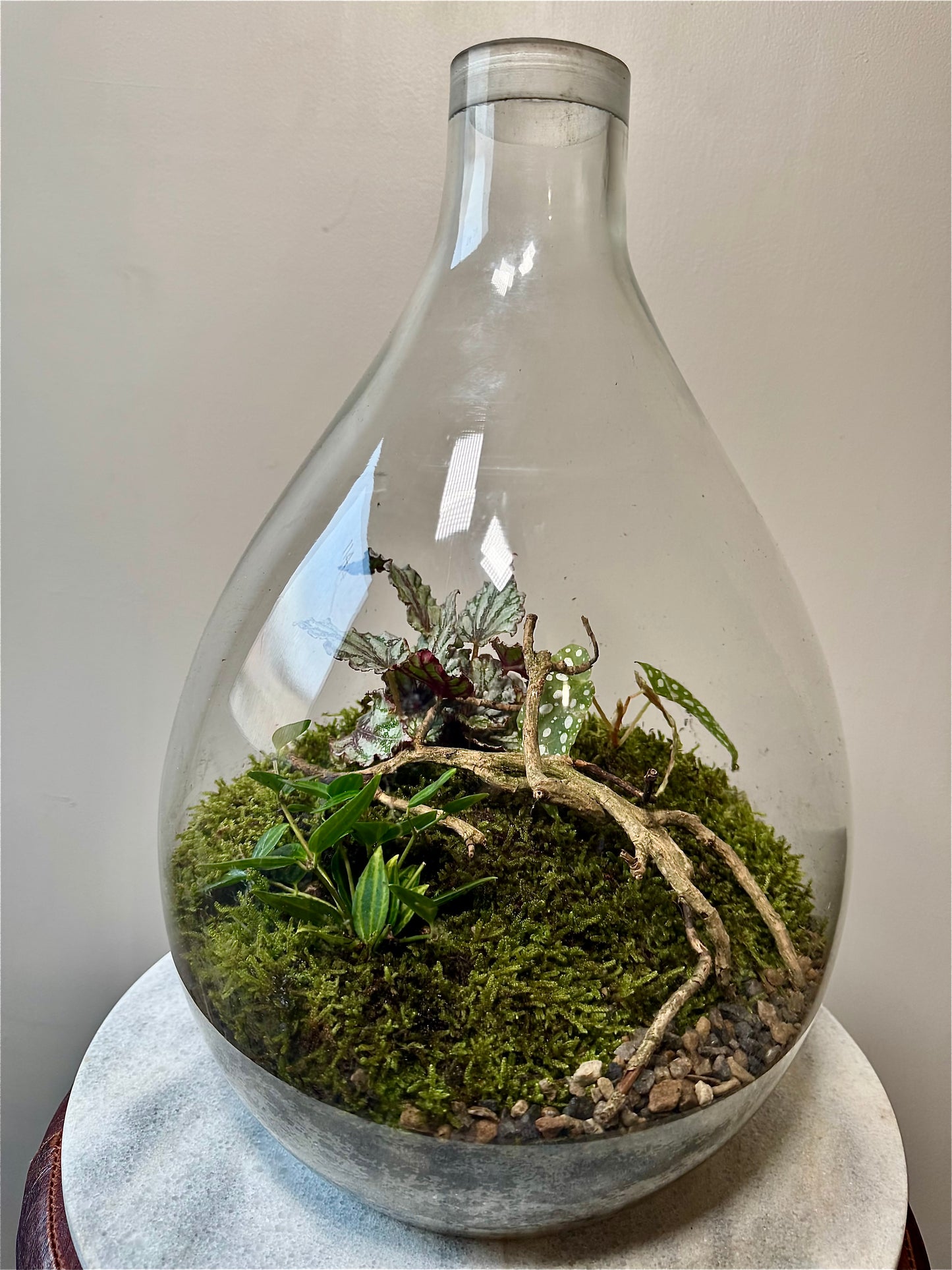 Large Glass Bulb Terrarium