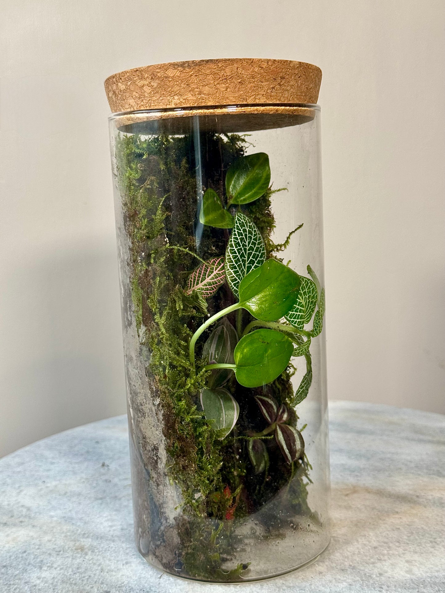 Glass Moss Terrarium with Cork Lid