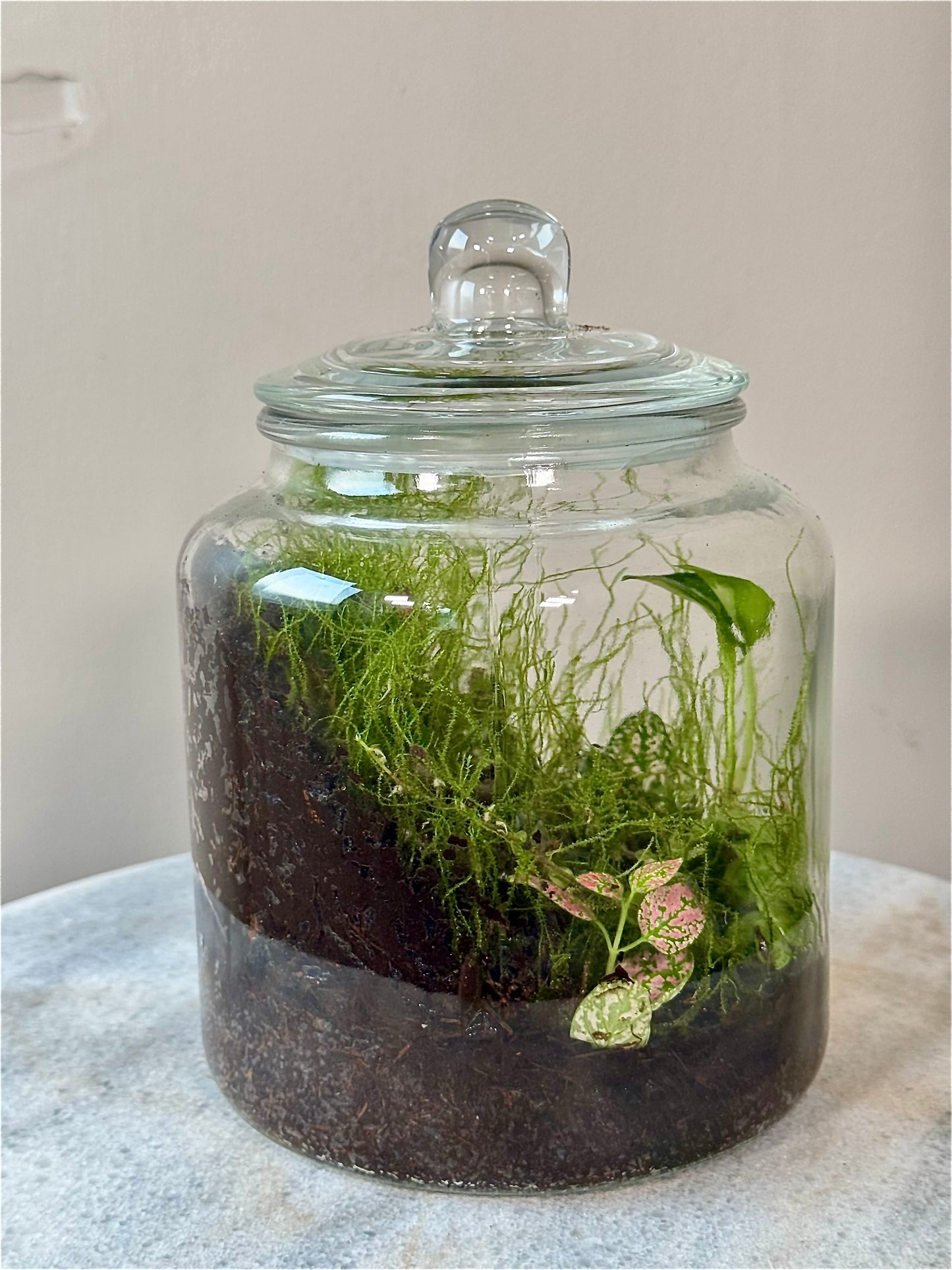 Cookie Jar Style Terrarium